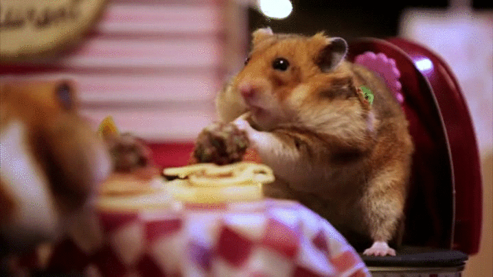 A still of a hamster eating spaghetti